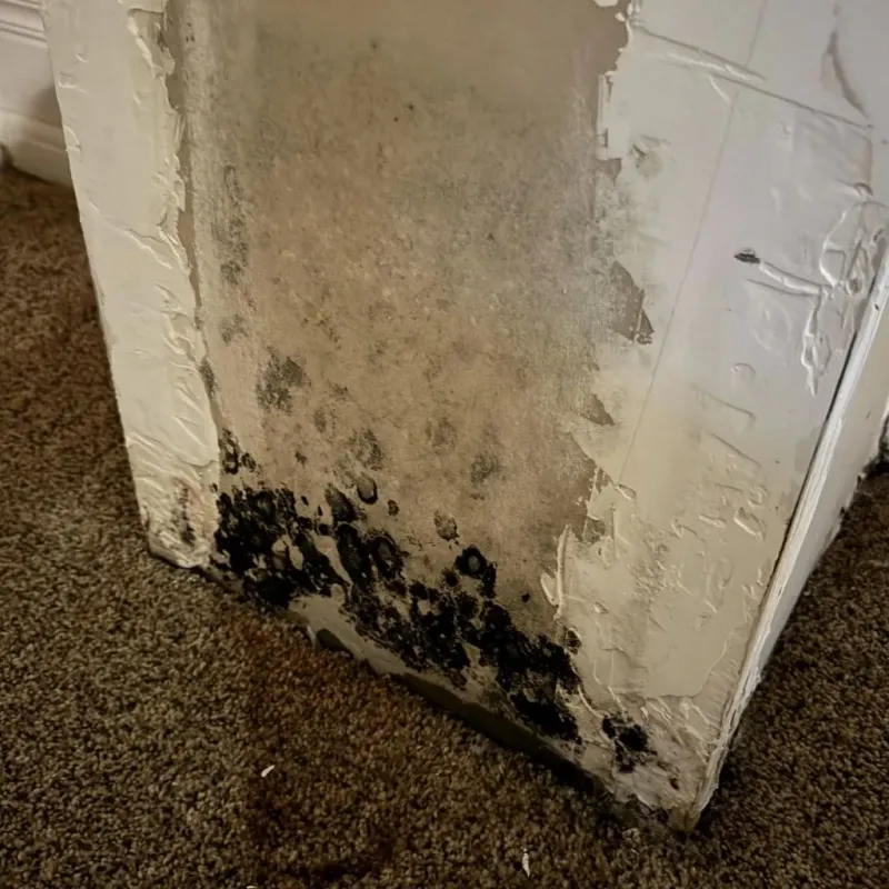 Professional Mold Removal in Converse, IN